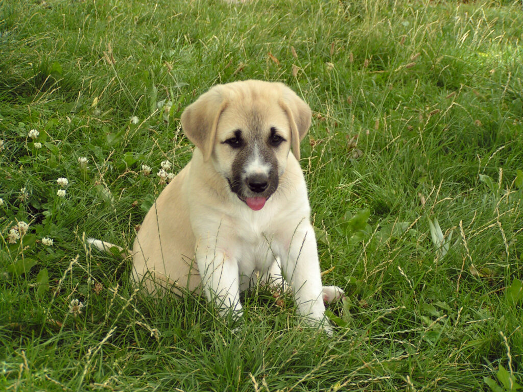 Anatolische herdershond puppy