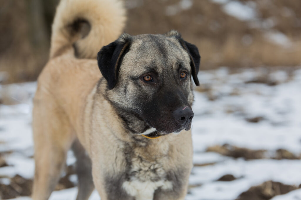Anatolische herdershond portret