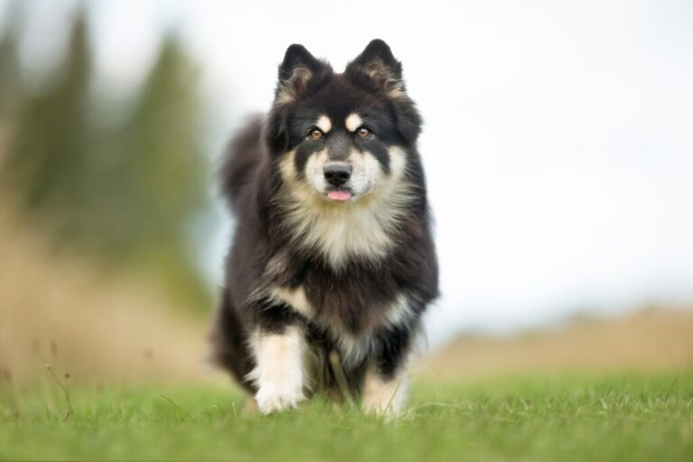 Finse Lapphund Hond