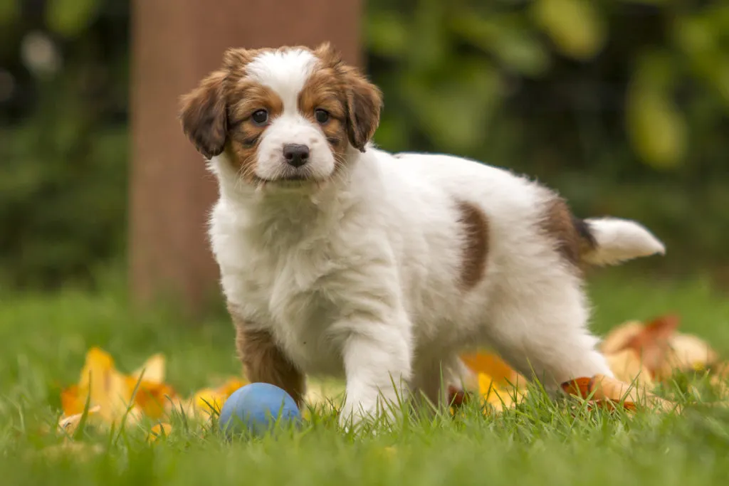 Kooikerhondje puppy