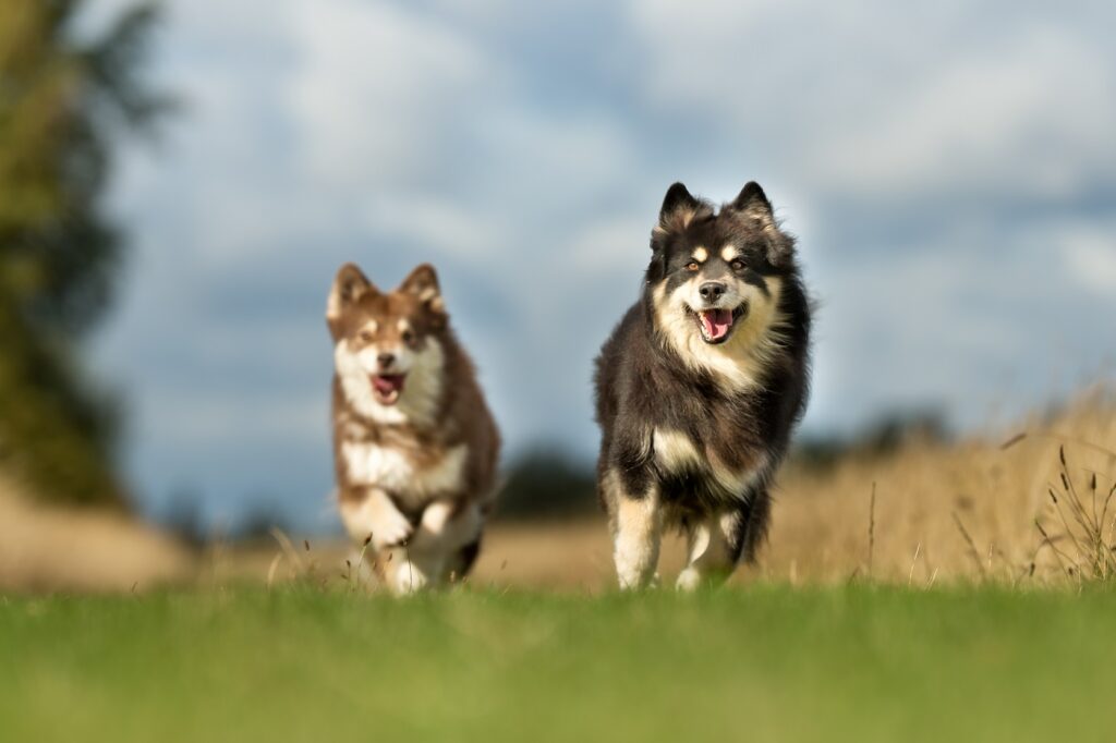 Finse Lapphund Honden