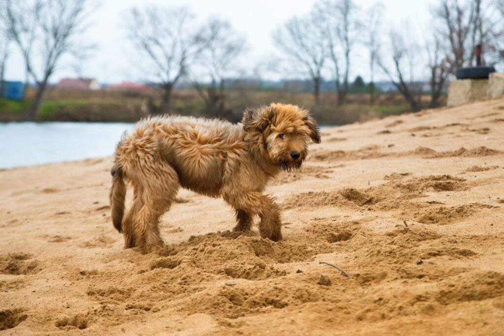 Briard puppy speelt op het strand