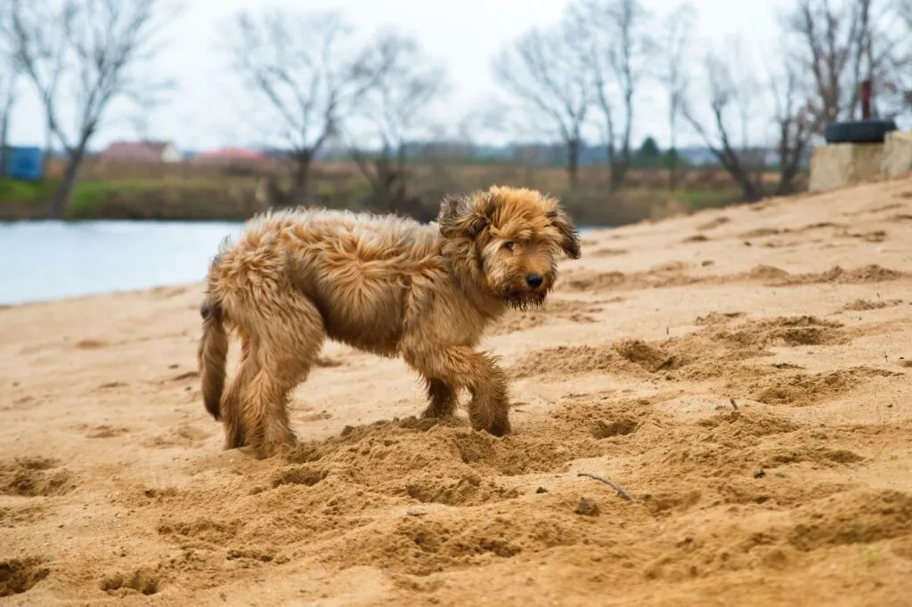 Briard puppy speelt op het strand