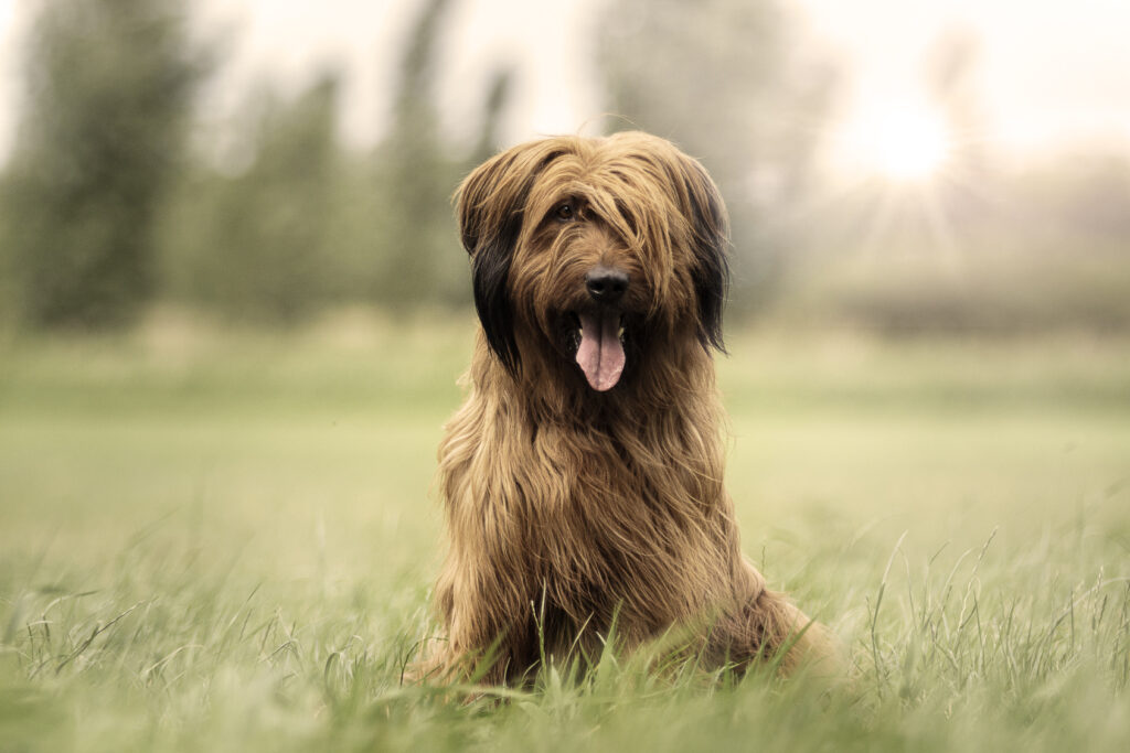 Briard hond zit op een manier