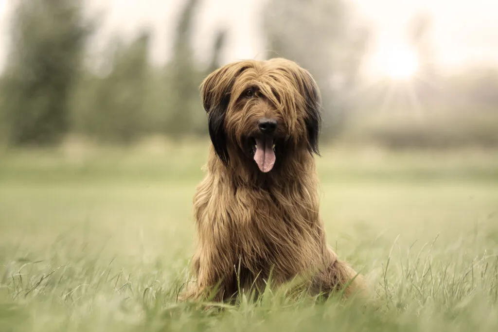 Briard hond zit op een manier