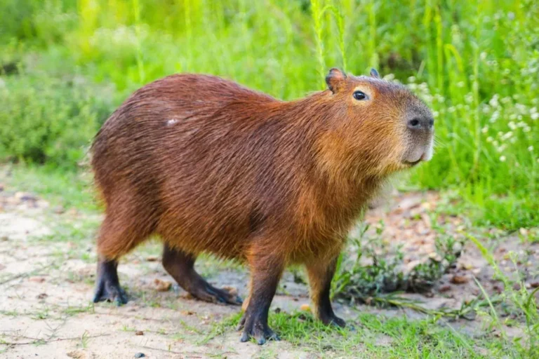 een capibara in de natuur