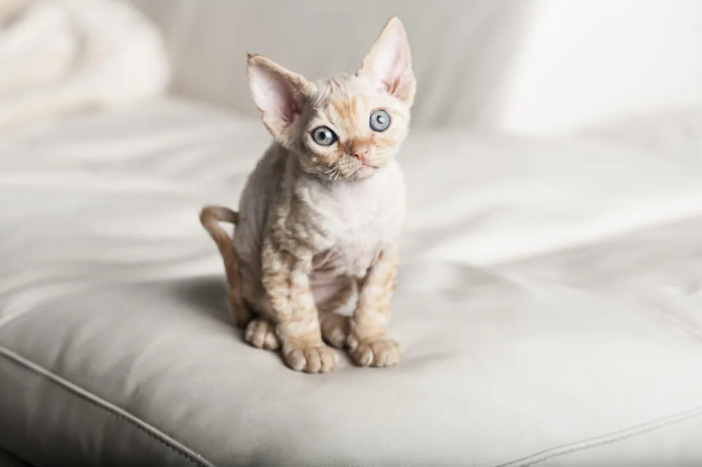 Devon Rex kitten