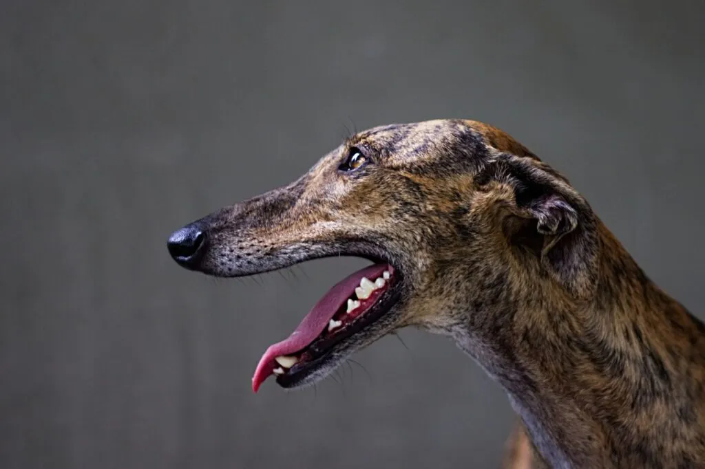 hijgende greyhound vanaf de zijkant