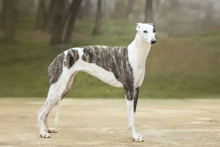een vrouwelijke greyhound staat in de vrije natuur
