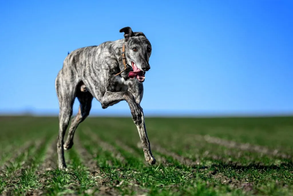 een greyhound rennend op een groene weide