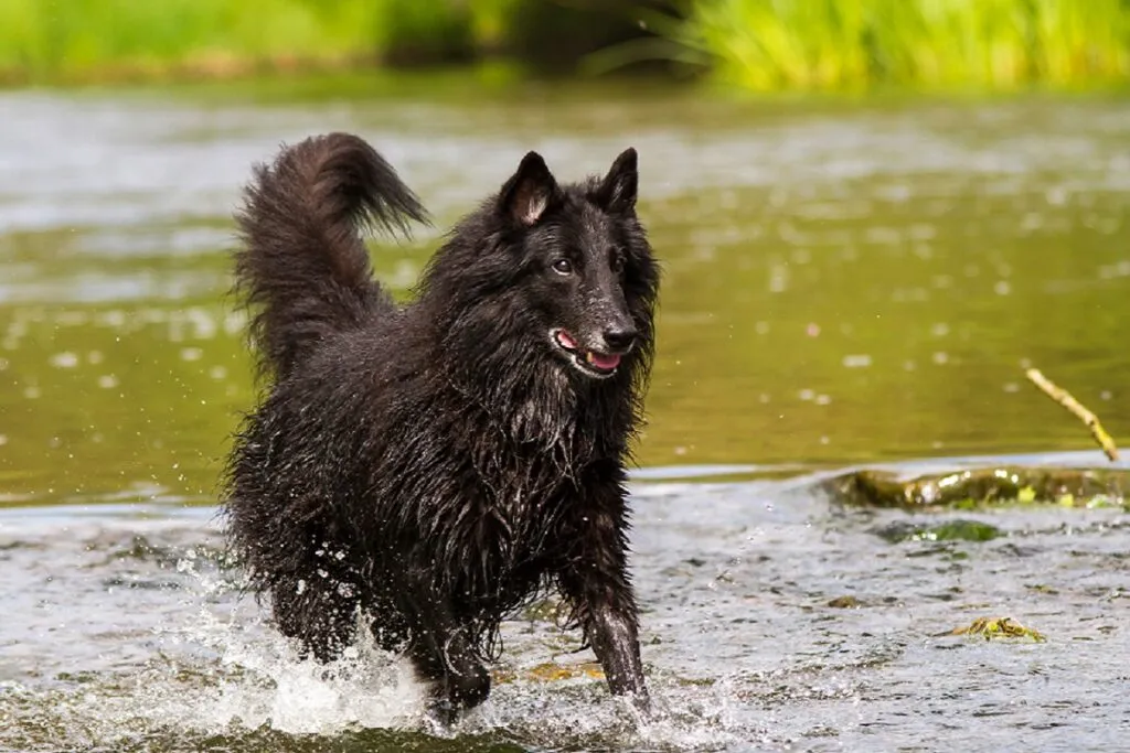 Groenendael in het water