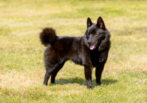 Schipperke