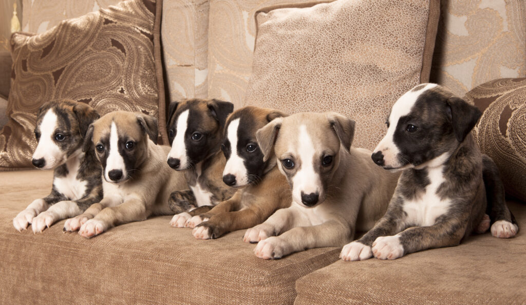 whippet puppies