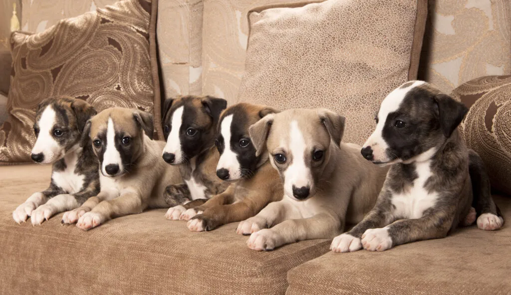 whippet puppies