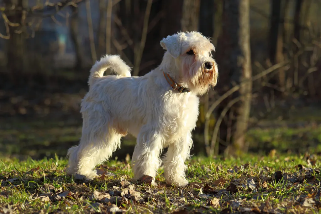 Dwergschnauzer