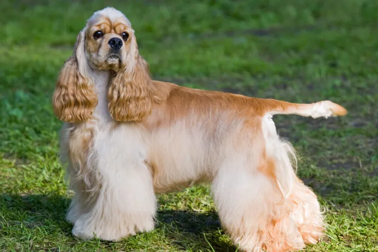 Amerikaanse Cocker Spaniel