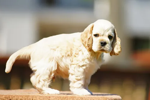 Amerikaanse Cocker Spaniel