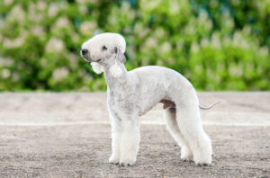 Bedlington Terriër