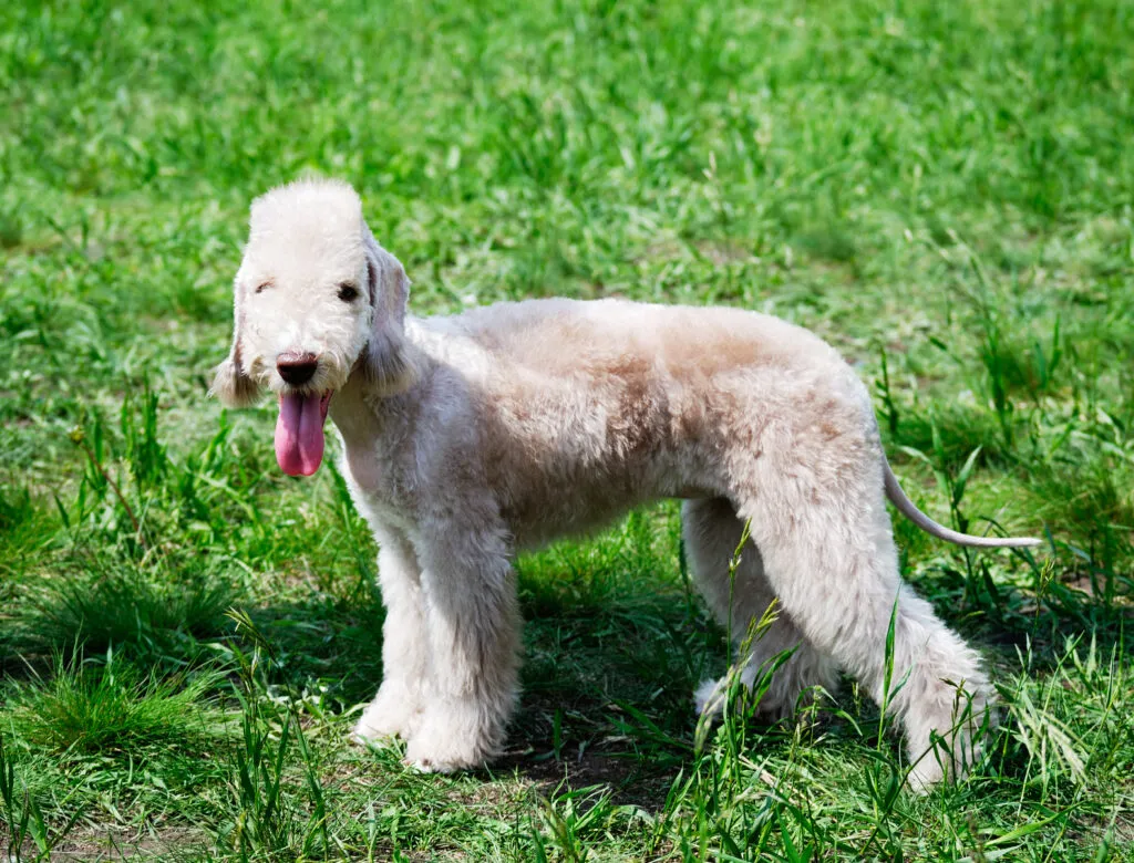 Bedlington Terriër