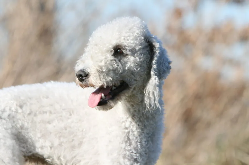 Bedlington Terriër
