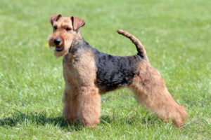 Welsh Terriër