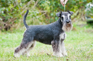 Dwergschnauzer