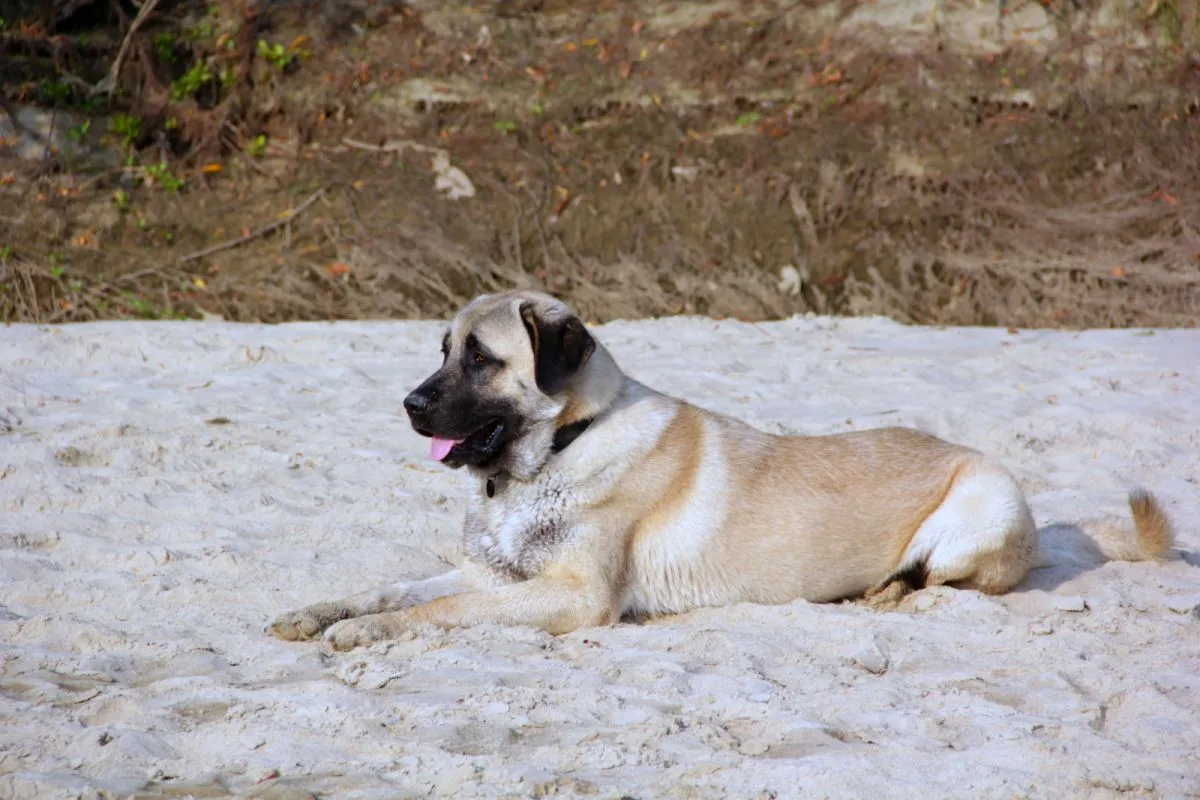 Kangal