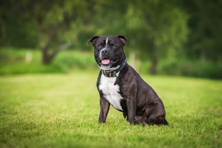 Staffordshire Bull Terriër