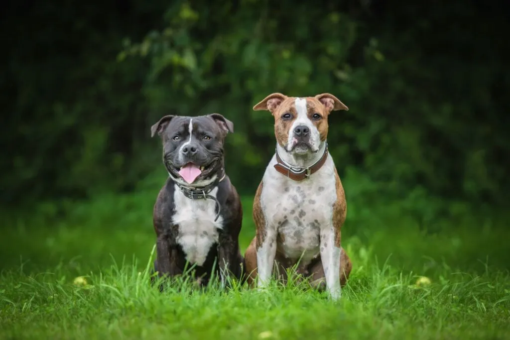 Staffordshire Bull Terriërs en Amerikaanse Staffordshire Terriërs in vergelijking