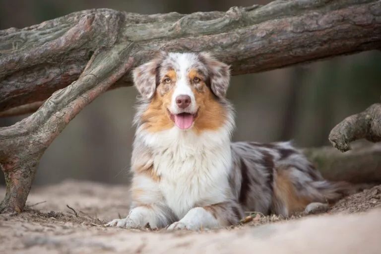 Australische herder (Australian shepherd)