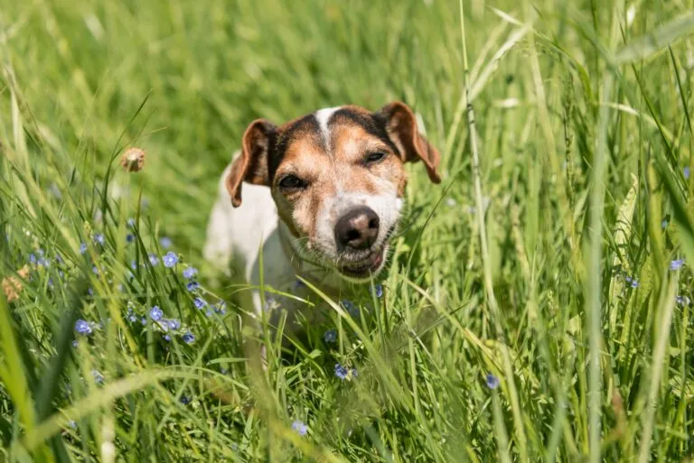 Hond eet gras