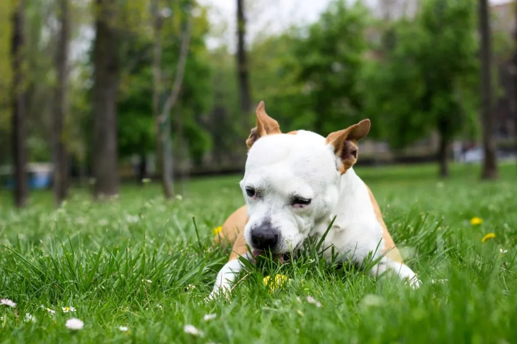 Hond eet gras
