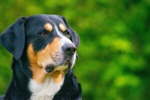 Entlebucher sennenhond