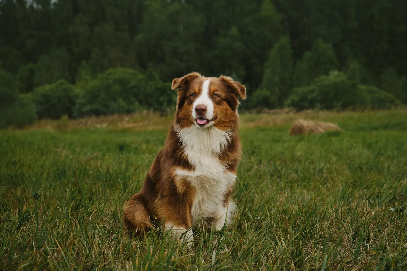 Een Australische herder in bruin-wit.