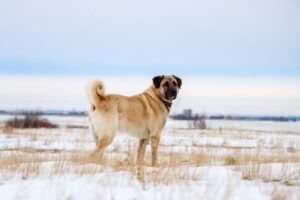 Kangal