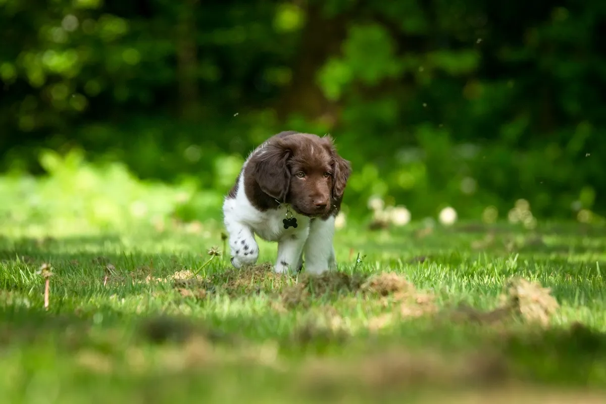 Stabij puppy