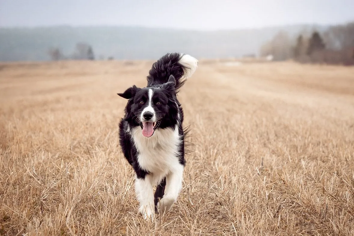 Australische herder in zwart-wit