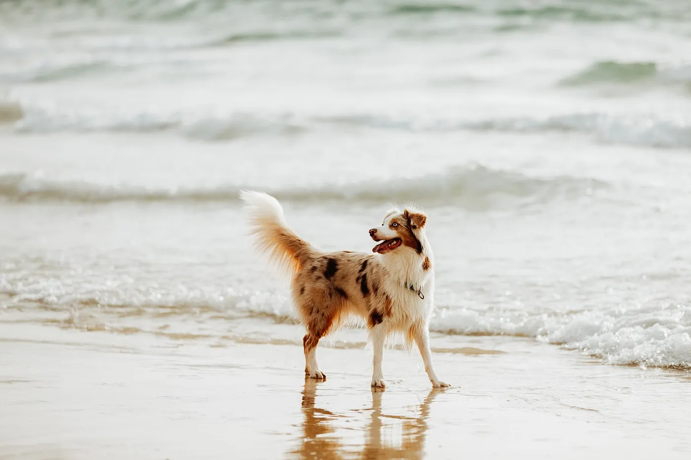 Een Australische herder in red merle.