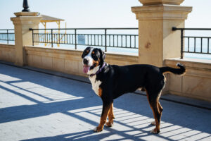 Grote Zwitserse sennenhond