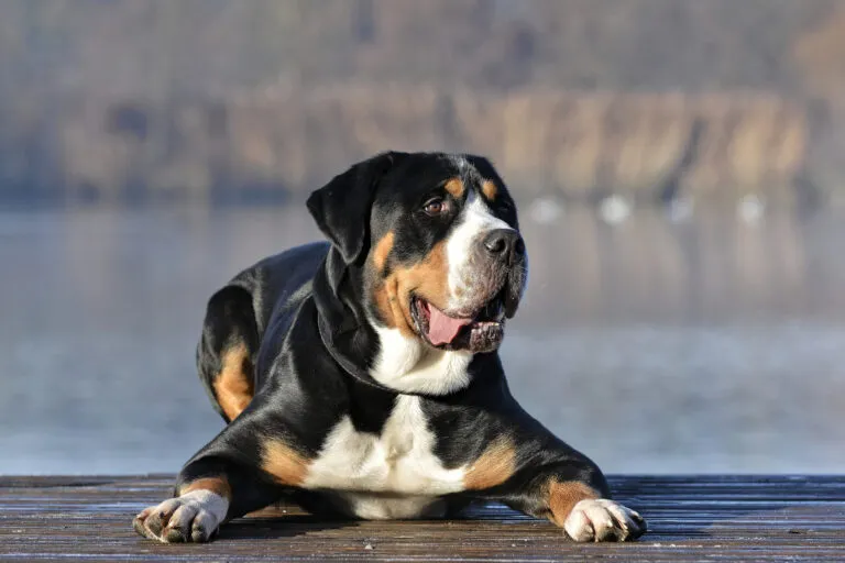 Grote Zwitserse Sennenhond