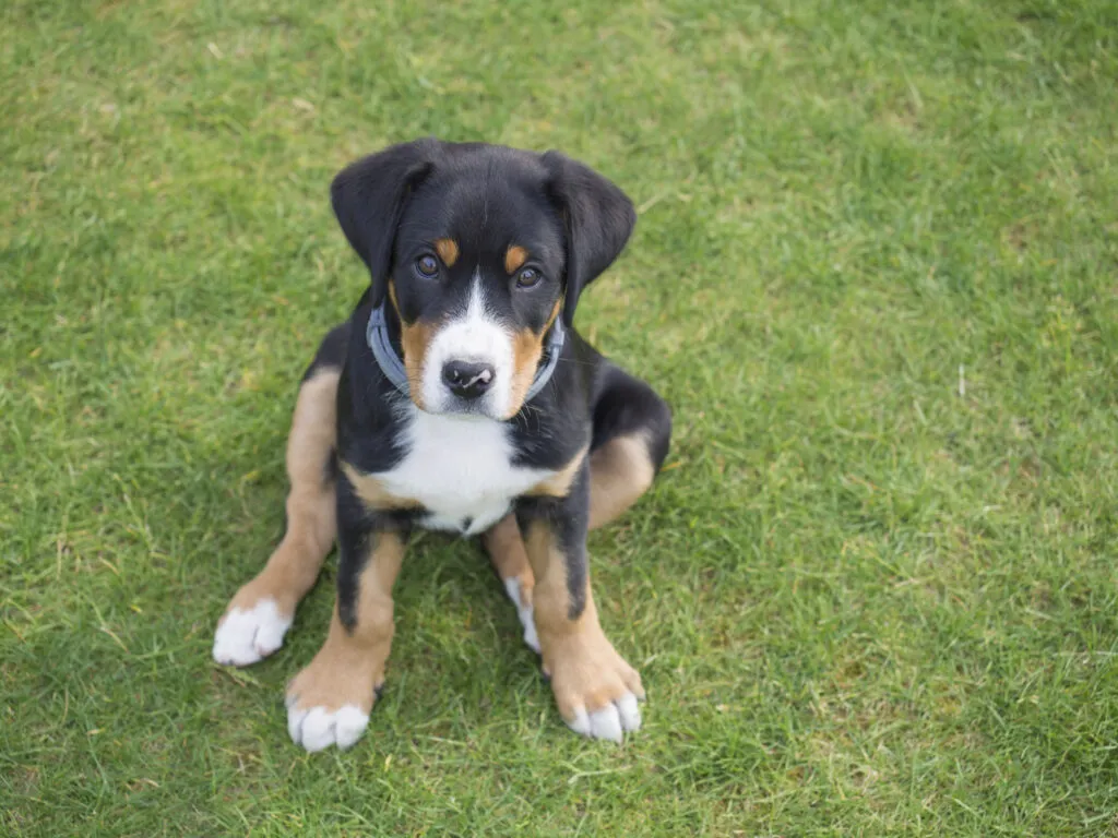 grote Zwitserse sennenhondpuppy