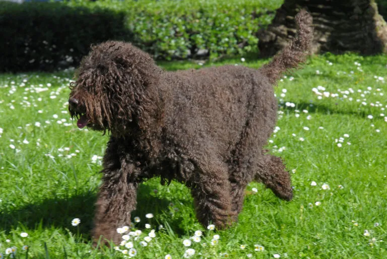 Barbet