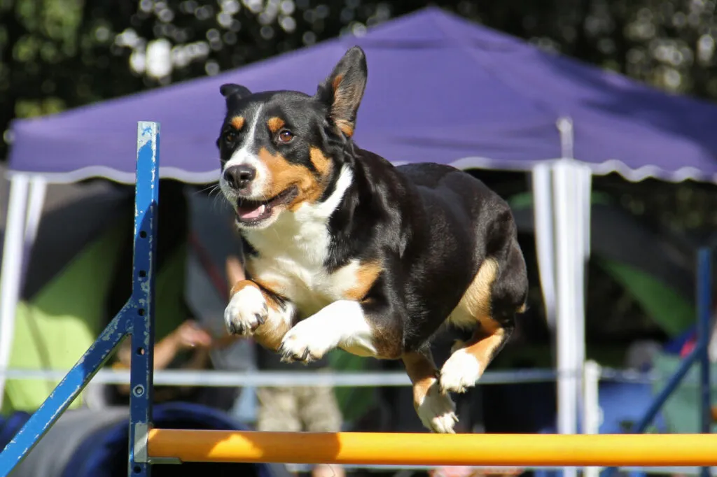 Entlebucher sennenhond