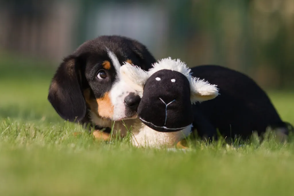 Entlebucher sennenhond puppy