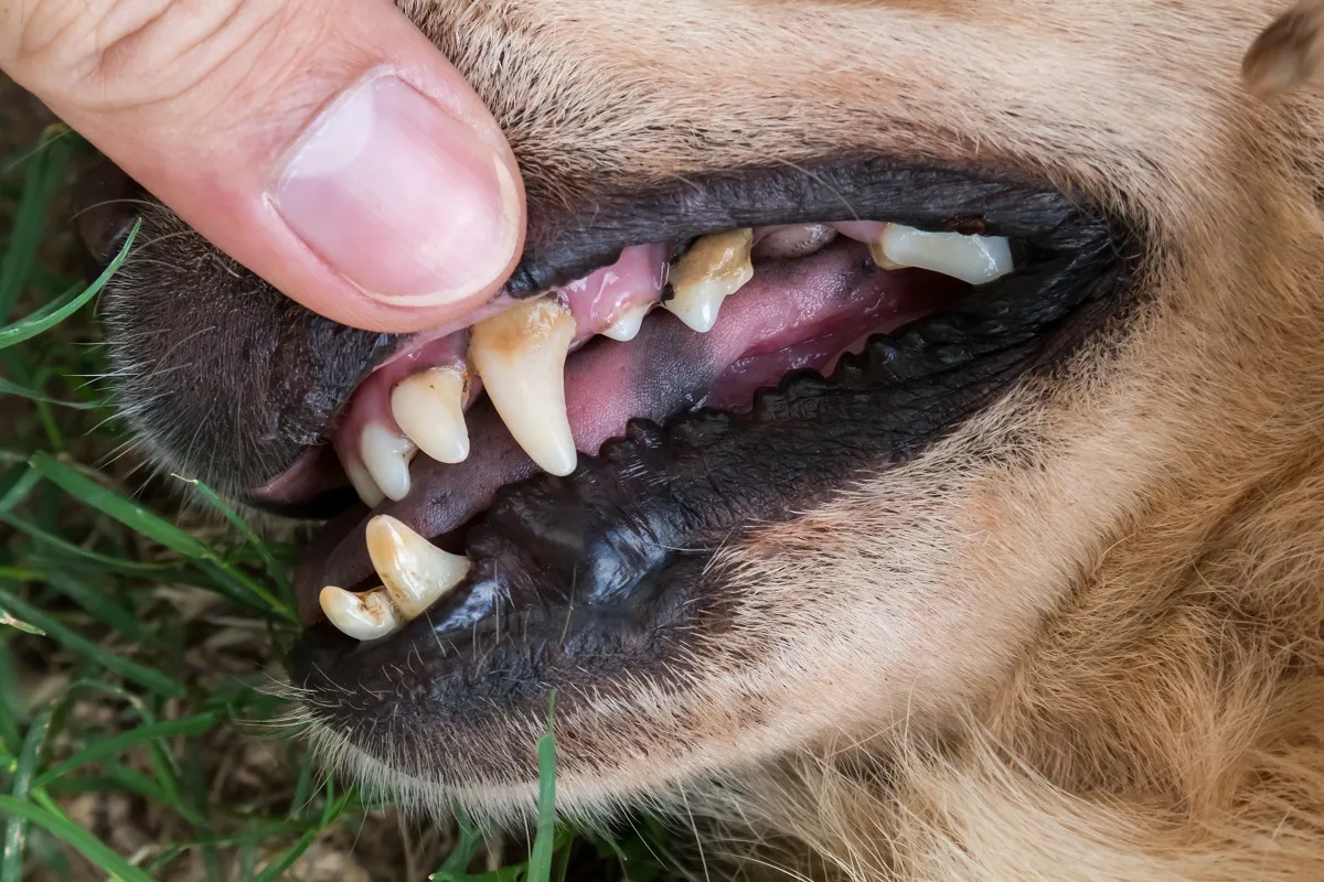 Tandsteen bij honden leidt tot slechte adem bij honden