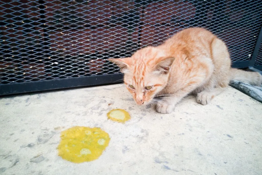 Kattenbraaksel met gelige kleur, wat vaak duidt op aanwezigheid van gal.
