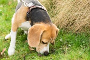 Hond eet poep: oorzaken en risico&#8217;s