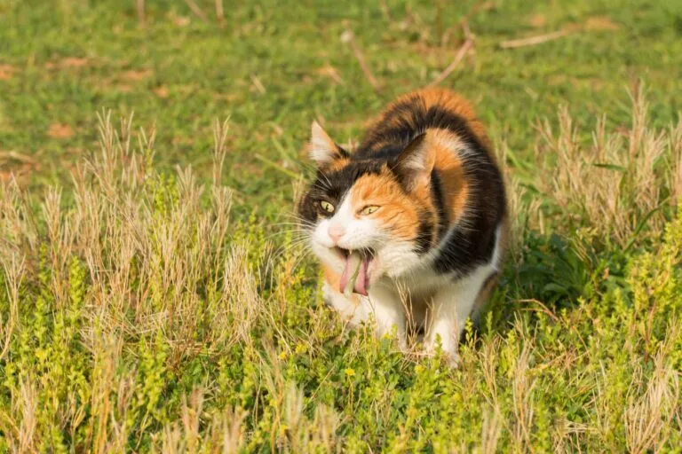 Kat braakt gras uit, een veelvoorkomend gedrag bij katten.
