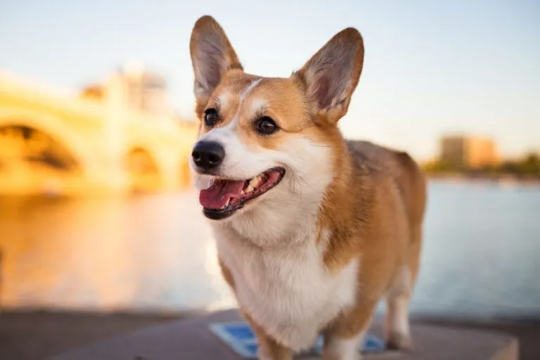 Welsh Corgi Pembroke hond