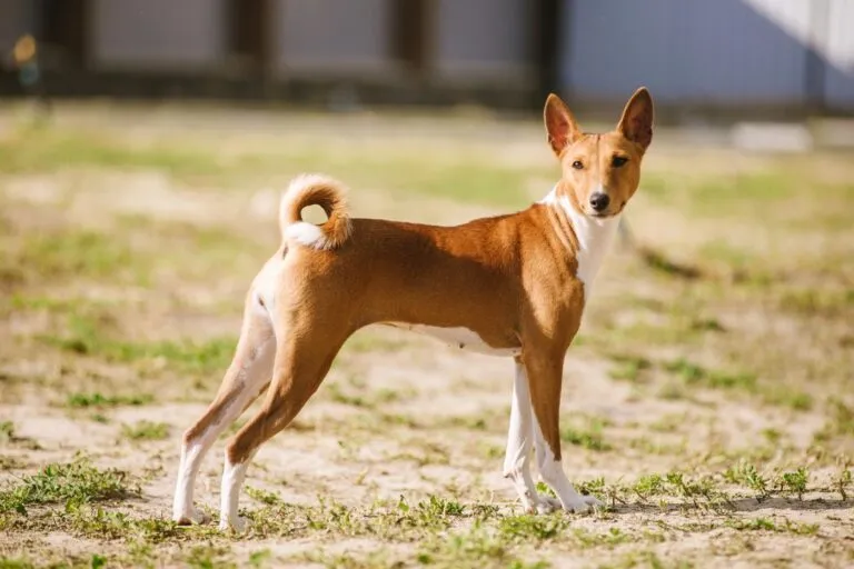 Basenji hond